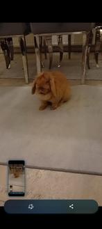 Konijn, Dieren en Toebehoren, Konijnen, Vrouwelijk, Middelgroot, 0 tot 2 jaar