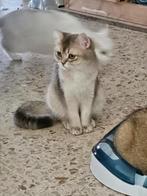 Brits korthaar Blue shaded, Dieren en Toebehoren, Katten en Kittens | Raskatten | Korthaar, Poes, Gechipt, 0 tot 2 jaar