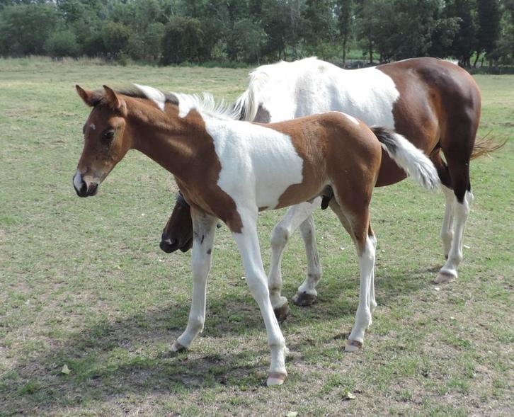 Ibero friese veulens/jonge paarden, Dieren en Toebehoren, Paarden, Meerdere dieren, Onbeleerd