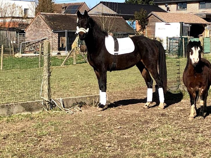 Dressuur fokmerrie, Dieren en Toebehoren, Paarden en Pony's | Dekhengsten en Fokmerries, Merrie