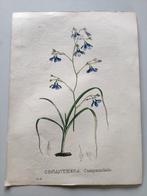 Oud drukwerk : conanthera campanulata, Ophalen of Verzenden