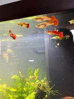 Red flamingo tail guppy’s, Dieren en Toebehoren, Vissen | Aquariumvissen, Vis, Zoetwatervis, Schoolvis
