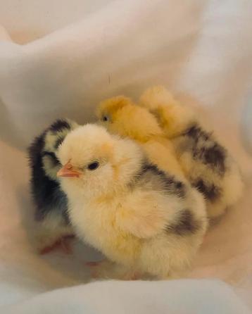 Broedeieren mottled zijdehoenders  beschikbaar voor biedingen
