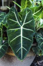 Alocasia frydek, Huis en Inrichting, Kamerplanten, Ophalen