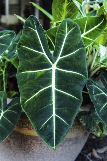 Alocasia frydek, Huis en Inrichting, Kamerplanten, Ophalen