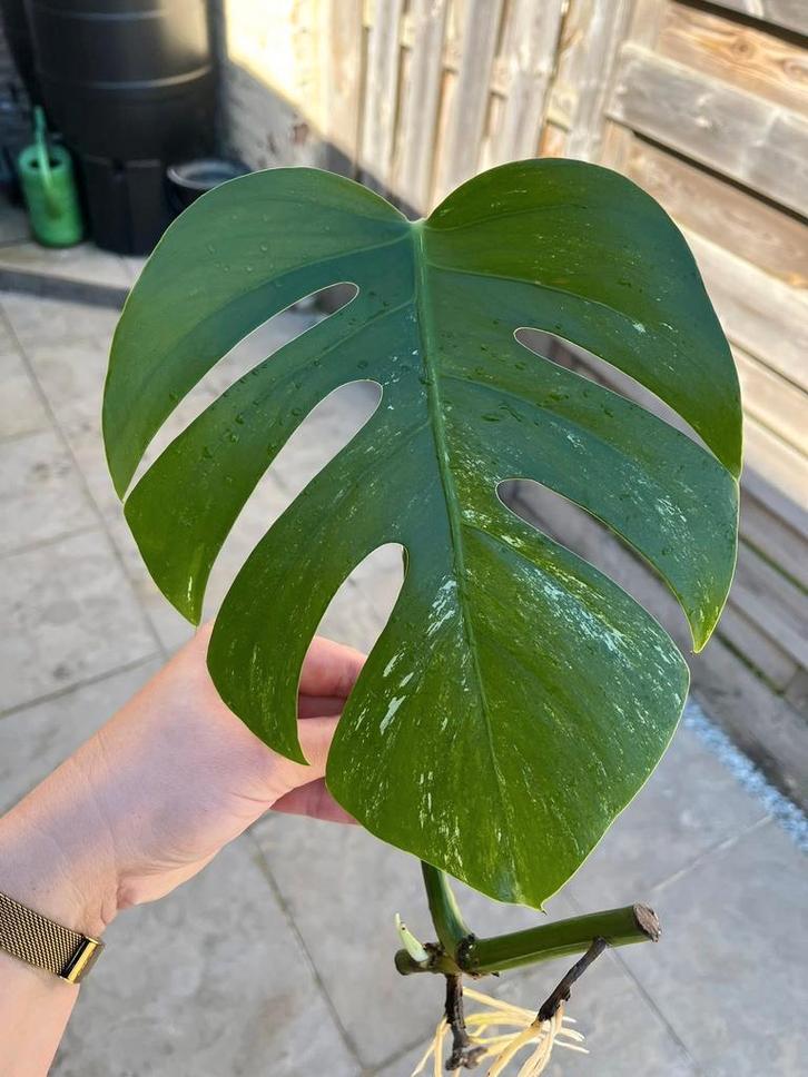 Monstera Albo Variegated stekken, Huis en Inrichting, Kamerplanten, Ophalen of Verzenden