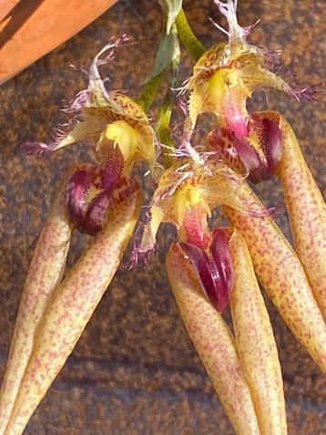 Orchidee: Bulbophylum PUDITUM (2020) beschikbaar voor biedingen