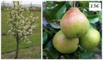 PERENBOMEN:Volgend seizoen vruchten! Laagst 15€, Halfst 20€, Jardin & Terrasse, Plantes | Arbres fruitiers, En pot, Printemps