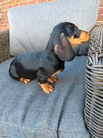 Prachtige kortharige teckel reutjes met stamboom, Dieren en Toebehoren, België, Standaard, Parvo, Reu