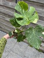 Monstera Thai Constellation, Ophalen of Verzenden