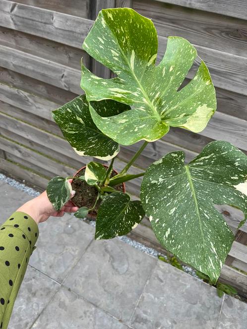 Monstera Thai Constellation, Tuin en Terras, Planten | Bomen, Ophalen of Verzenden
