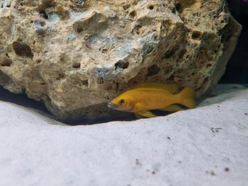 Koppel Neolamprologus Leleumi - 15 cm  beschikbaar voor biedingen