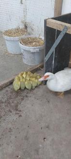 barberie eend met kuikentjes, Dieren en Toebehoren, Eend
