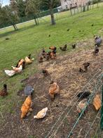 Kippen te koop, Dieren en Toebehoren