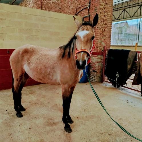 Kleine kruismerrie PRE kleur Isabelle, Dieren en Toebehoren, Stalling en Weidegang