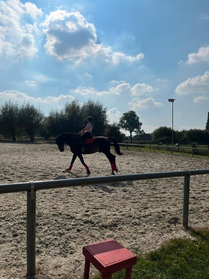 bijrijder aangeboden, Dieren en Toebehoren, Paarden