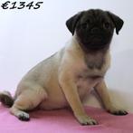 Mops pups – schattig, vrolijk en vol energie!, Dieren en Toebehoren, Honden | Bulldogs, Pinschers en Molossers, 15 weken tot 1 jaar