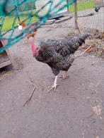 Dat is 1stuk mechels koekoek haan, Dieren en Toebehoren, Pluimvee