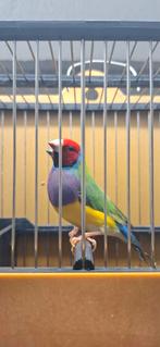 Couple Gould 2025, Dieren en Toebehoren