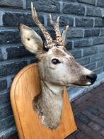 Taxidermie - hertenkop - ree, Verzamelen, Ophalen, Gebruikt, Hert, Gewei of Kop