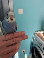 handtamme grasparkietjes, Plusieurs animaux, Perruche, Domestique