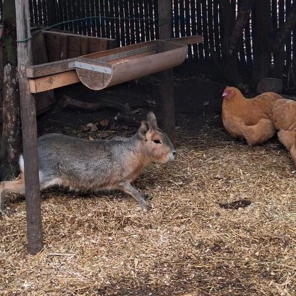 Jonge mara's, Dieren en Toebehoren, Pluimvee