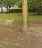 damherten, Dieren en Toebehoren, Overige Dieren, Vrouwelijk