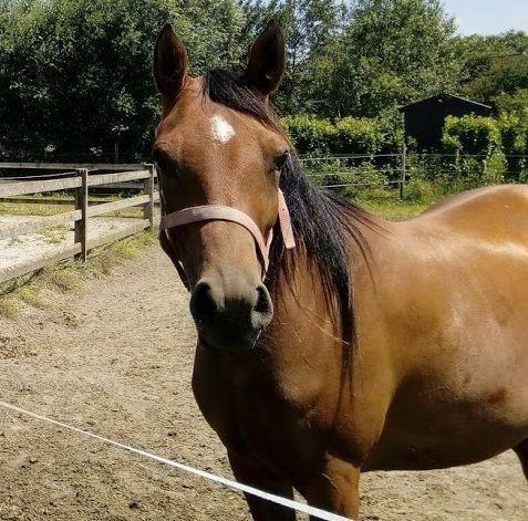 Lieve arabische merrie, als gezelschapsmaatje, wandelpaard, Dieren en Toebehoren, Pony's, Merrie