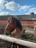 Belgisch trekpaard hengst te koop 2 jaar, Dieren en Toebehoren, Paarden, Hengst, Onbeleerd, 165 tot 170 cm, Gechipt