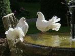 Pigeons de mariage