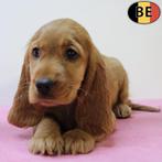 Prachtig nestje rode Engelse Cocker pups (Belgisch), België, CDV (hondenziekte), 8 tot 15 weken, Meerdere