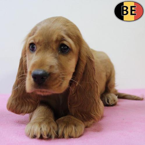 Prachtig nestje rode Engelse Cocker pups (Belgisch), Dieren en Toebehoren, Honden | Retrievers, Spaniëls en Waterhonden, Meerdere dieren