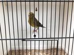 Cini x kanarie man, Dieren en Toebehoren, Vogels | Overige Vogels, Mannelijk