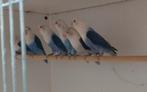 Blauw .Blauw opalinen blauw euwing opalinen .Blauw violet, Dieren en Toebehoren, Vogels | Parkieten en Papegaaien