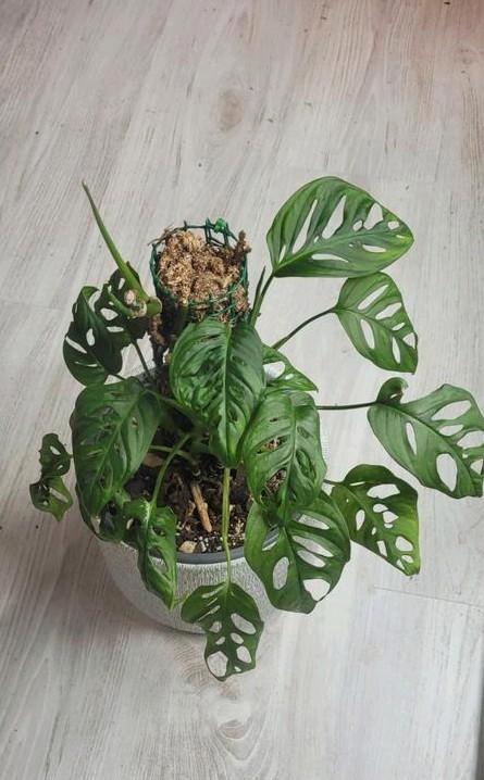 Monstera andansooni, Huis en Inrichting, Kamerplanten, Ophalen