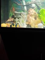 Biota vissen gezocht of andere...gele Molly, Animaux & Accessoires, Poissons | Poissons d'aquarium, Poisson