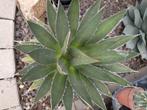 agave ghiesbreghtii,, Ophalen