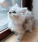 Prachtige Maine Coon x Perzische kittens, Dieren en Toebehoren, Meerdere dieren, Gechipt, 0 tot 2 jaar