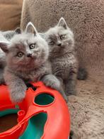 Prachtige britse korthaar kittens, Gechipt, Meerdere dieren, 0 tot 2 jaar