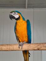 Blauw gele ara, Dieren en Toebehoren, Vogels | Parkieten en Papegaaien, Papegaai, Vrouwelijk, Geringd