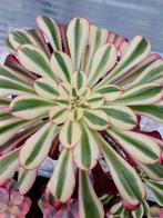 Aeonium Chanel, Ophalen of Verzenden