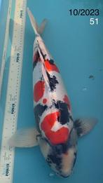 KOI - Doitsu Showa, Karper of Koi