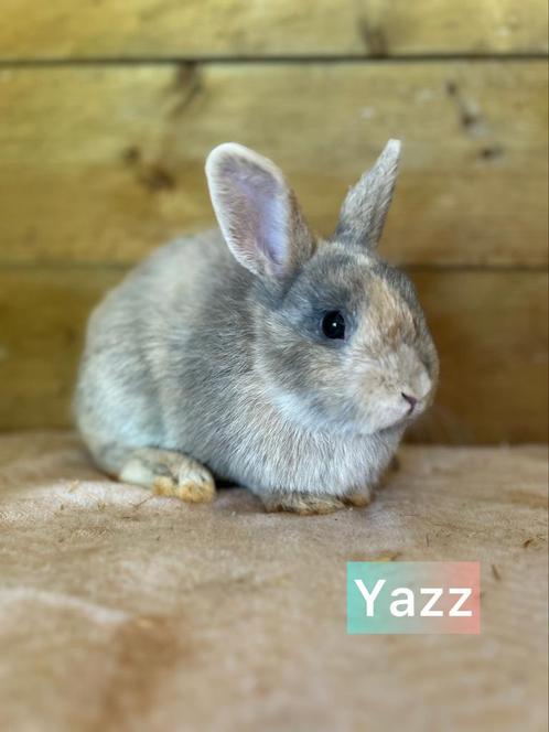 TER ADOPTIE gecastreerde gevaccineerde ram, Dieren en Toebehoren, Konijnen, Klein