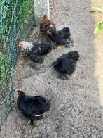 Cochin kriel haantjes, Dieren en Toebehoren, Pluimvee, Mannelijk, Kip