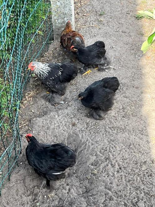 Cochin kriel haantjes, Dieren en Toebehoren, Pluimvee, Kip, Mannelijk