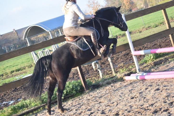 New Forest STERmerrie, 7 jr, correcte grote C, Dieren en Toebehoren, Pony's, Merrie, L, C pony (1.27m tot 1.37m), Springpony, 3 tot 6 jaar