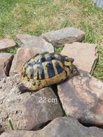 Tortue hermann boettgeri, Tortue