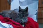 Maine Coon poes Black smoke met stamboom, Dieren en Toebehoren, Poes, Gechipt, 0 tot 2 jaar