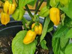 5 graines de piment Aji dulce amarillo (jaune), Envoi, Printemps, Plein soleil, Graine