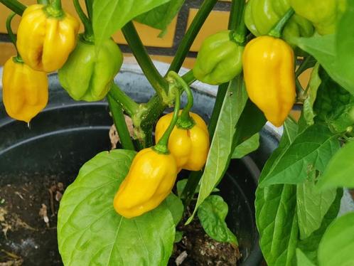 5 graines de piment Aji dulce amarillo (jaune), Jardin & Terrasse, Bulbes & Semences, Graine, Printemps, Plein soleil, Envoi